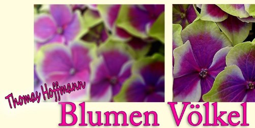 Blumen Volkel