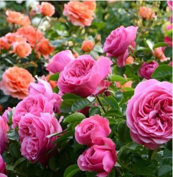 Arnold Zimmerli Gartenpflege