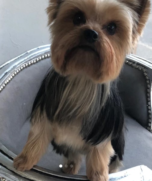 Hundesalon Glamour 
