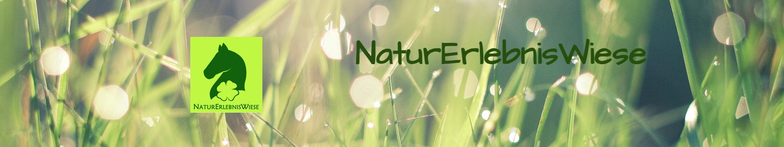 Natur Erlebnis Wiese