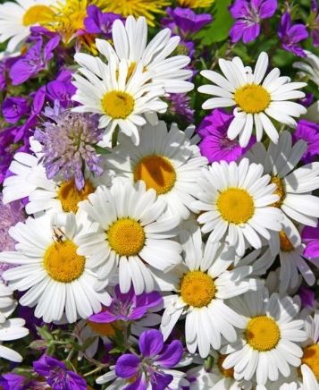 Blumen Keller 
