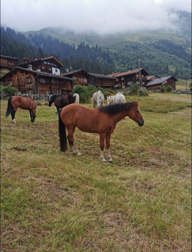 Pferdetrekking